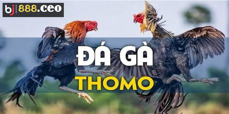 Thế nào trò chơi đá gà Thomo?